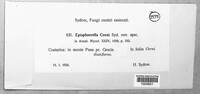 Dimeriella corni image